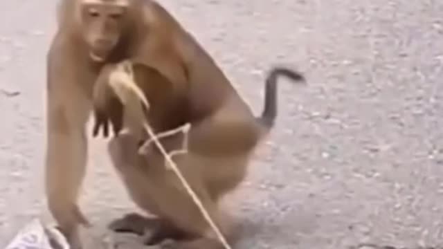 best monkey prank ever