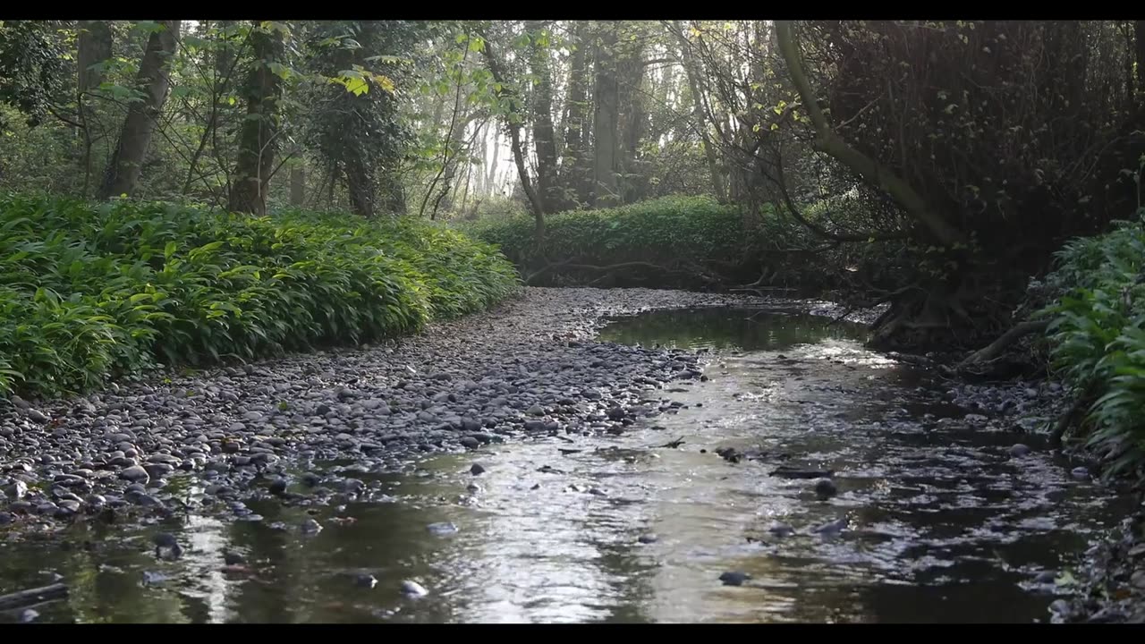 Peaceful Forest Ambience with Sounds of Nature