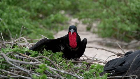 Birds in Their Nest Of Twigs And Sticks video