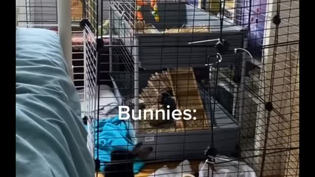 are bunnies calm and relaxed