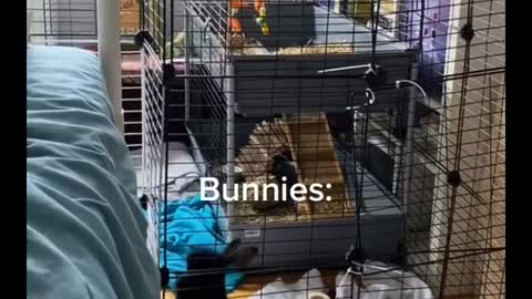 are bunnies calm and relaxed