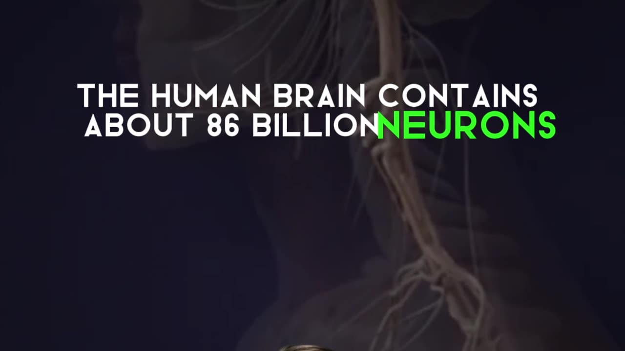 HUMAN BRAIN-86 billion neurons