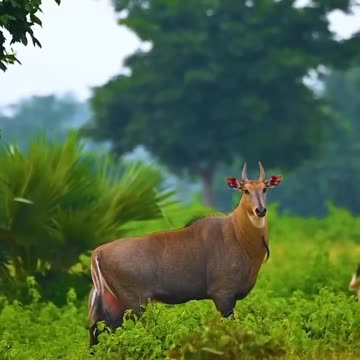 Blue bull #wildlife #nimal #wildanimal#foxlife #horselife #lionlife #bulllife