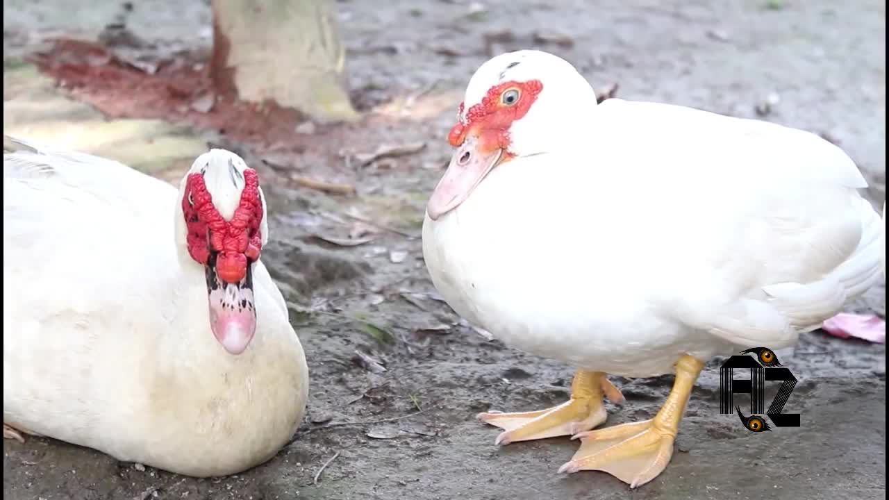 CUTE DUCKLINGS 2