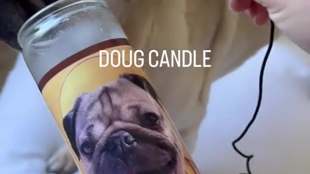 Doug The Pug sniffing random things!