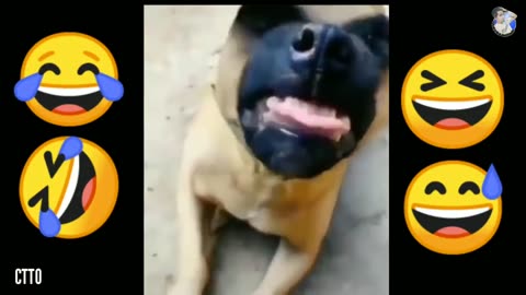 Dog 🐶 laugh 😂