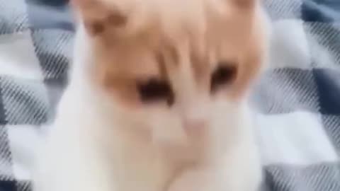 "Furry Funnies: Watch Dogs and Cats Bring on the Laughs" ( PART 1 )