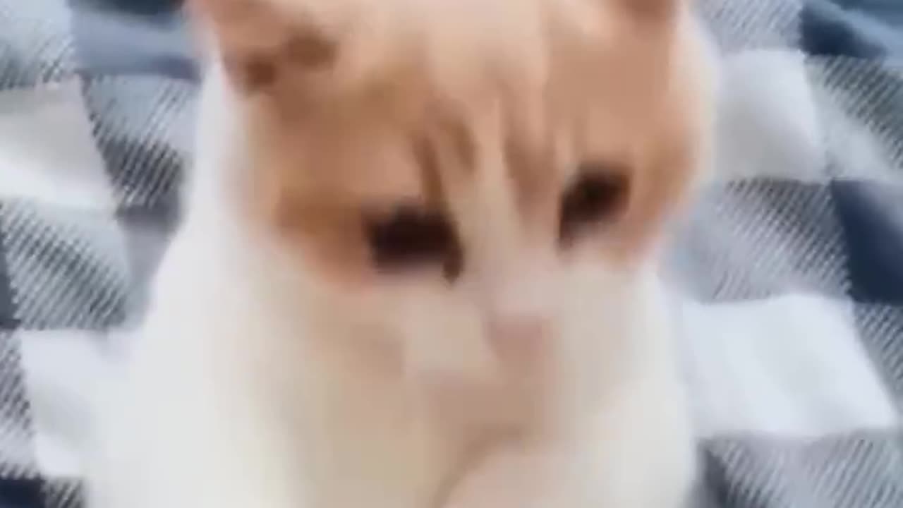 "Furry Funnies: Watch Dogs and Cats Bring on the Laughs" ( PART 1 )