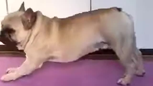 Cute Pug Doing Fun Yoga Training With Owner