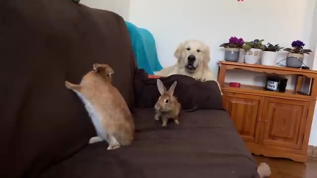 Funny Dog Plays with Rabbits on the Couch