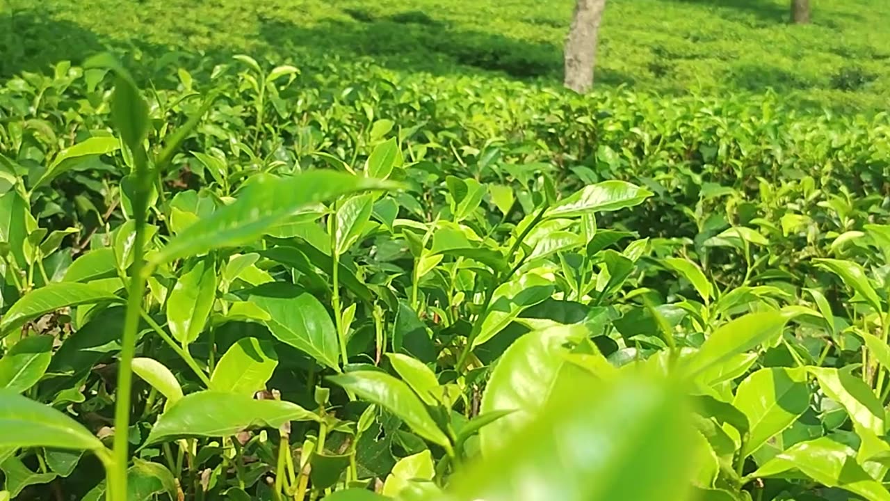 Tea Garden in Sreemangol