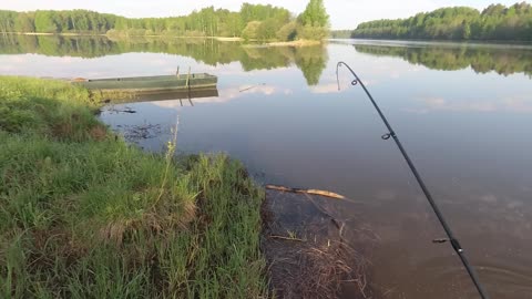 Such a bite of perch that I'm tired of catching. If it wasn't for the pike...