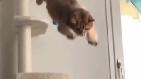 Cat Jump On Sofa Slip And Fall 🙀