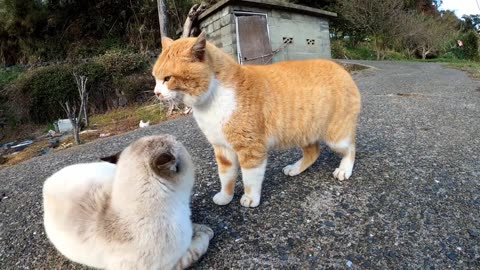 Two cats quarrel near the sea viral video