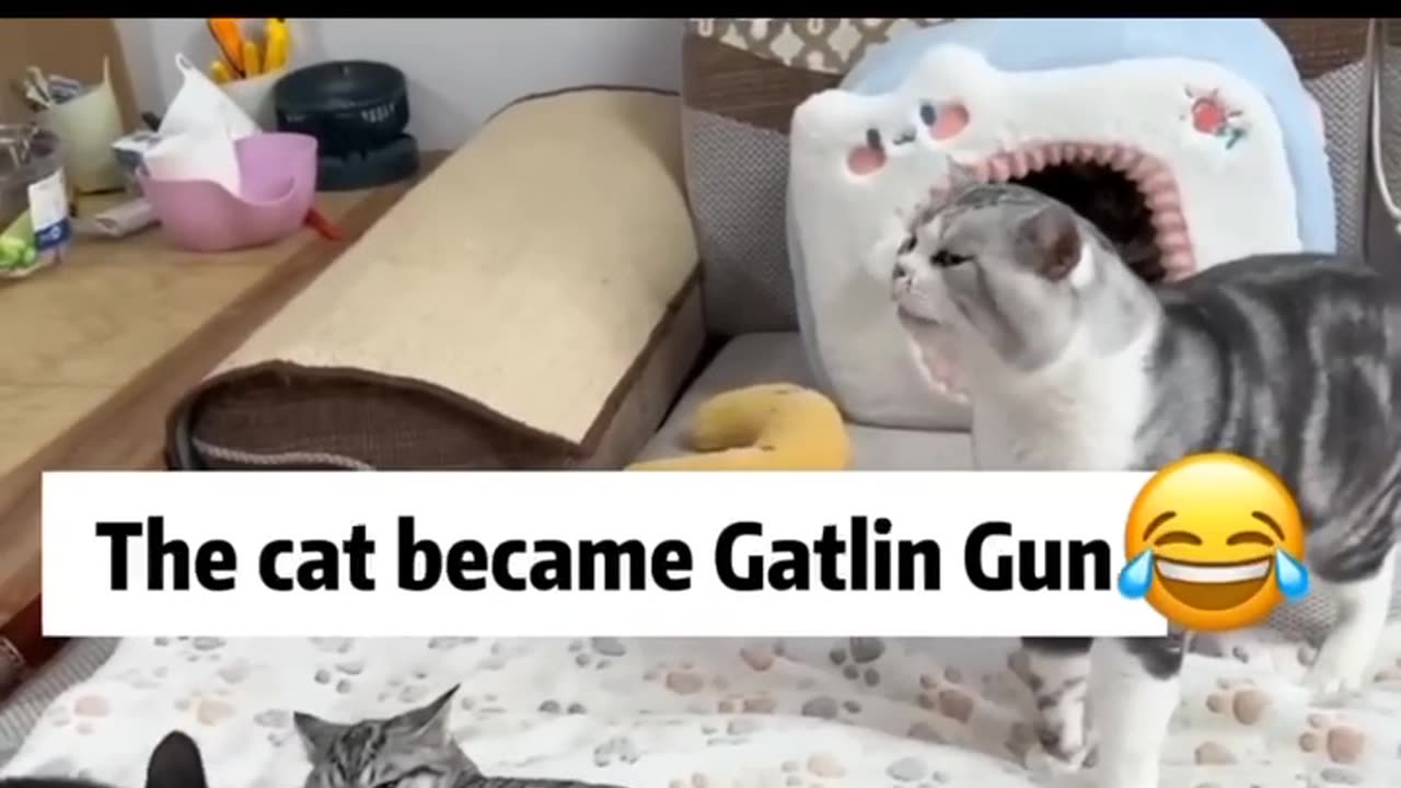Cats Funny Videos 😂😂😂 ( Watch Till the End )