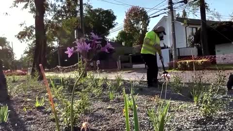 Grass becomes rare luxury amid drought in Chile