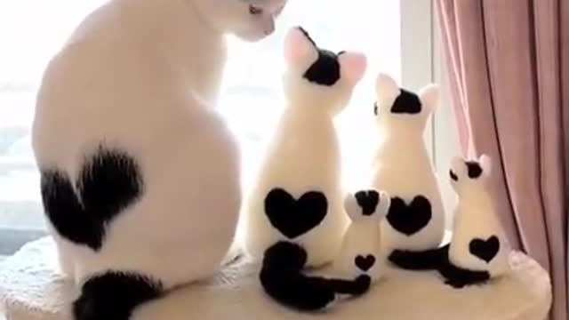 Lovely Cute Cats Family Funny Cats Cute Cats Videos