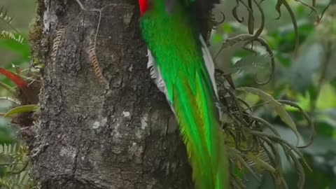 #bird #nature