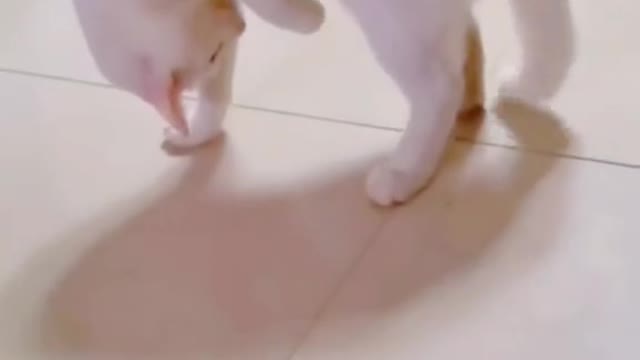Boring cat,playing with its own tail