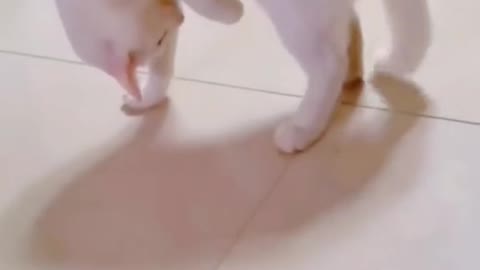 Boring cat,playing with its own tail