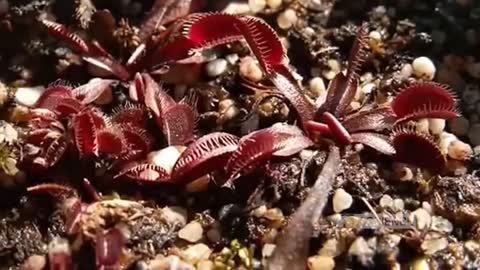 Venus Flytrap! Tumbuhan Pemakan Serangga, Apakah Berbahaya ?