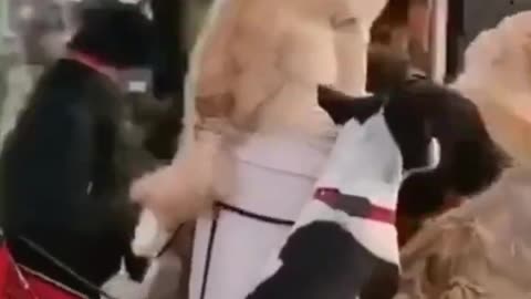 Dogs & Cats funny videos | Respect 🔥 #shortsvideo #respect #dog #pets
