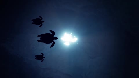 Tartaruga Oceano Raios De Sol Profundidade Mergulho -