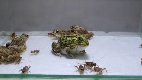 Pacman Frog Crazy Frog Centipede-14