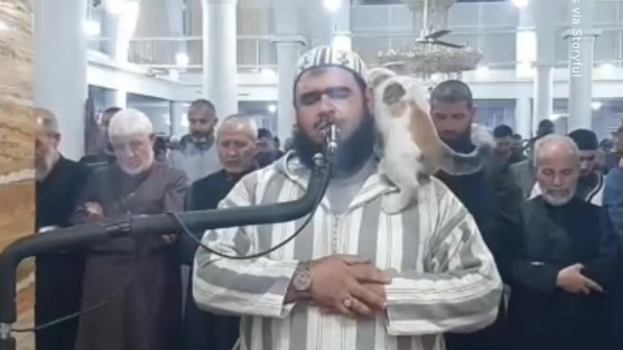 A Cat Joins A Ramadan Prayer As Muslims Celebrate The Holy Month