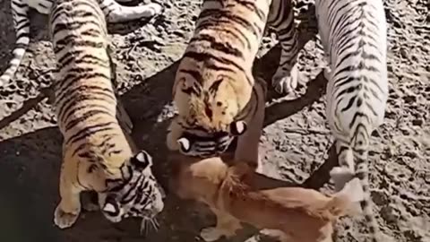 Mother of white tigers a bitch! #shorts #viral #shortsvideo #video