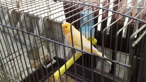 Domestic canary in a cage 3rd