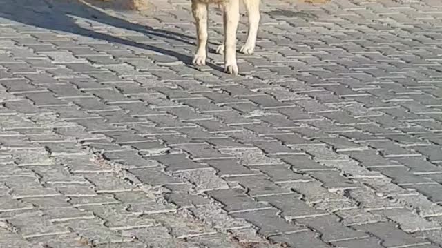 Puppy is watching the cat in front of its