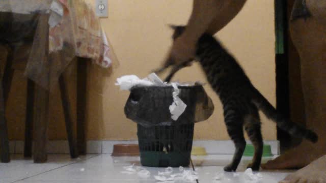 Cat Cleans His Mess