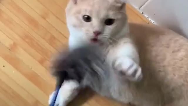 Do u tease your cat like this#foryou #cat #kitten #animal #funny #cute #pet #play #game