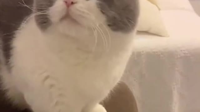 Cute Cats and Funny Animals Compilation 😹 Try Not To Laugh Challenge - Cute Cat 096