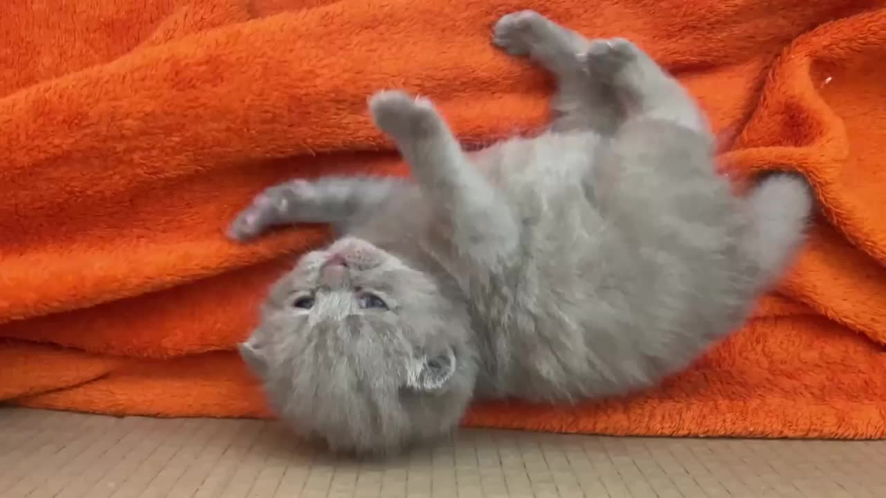 the cute baby cat dancing video