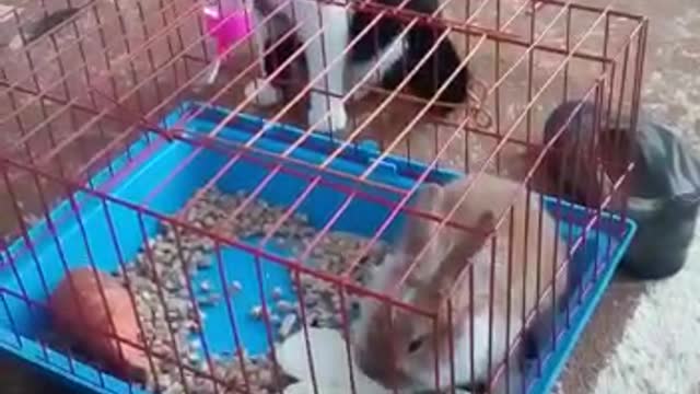 Кот первый раз увидел кролика!