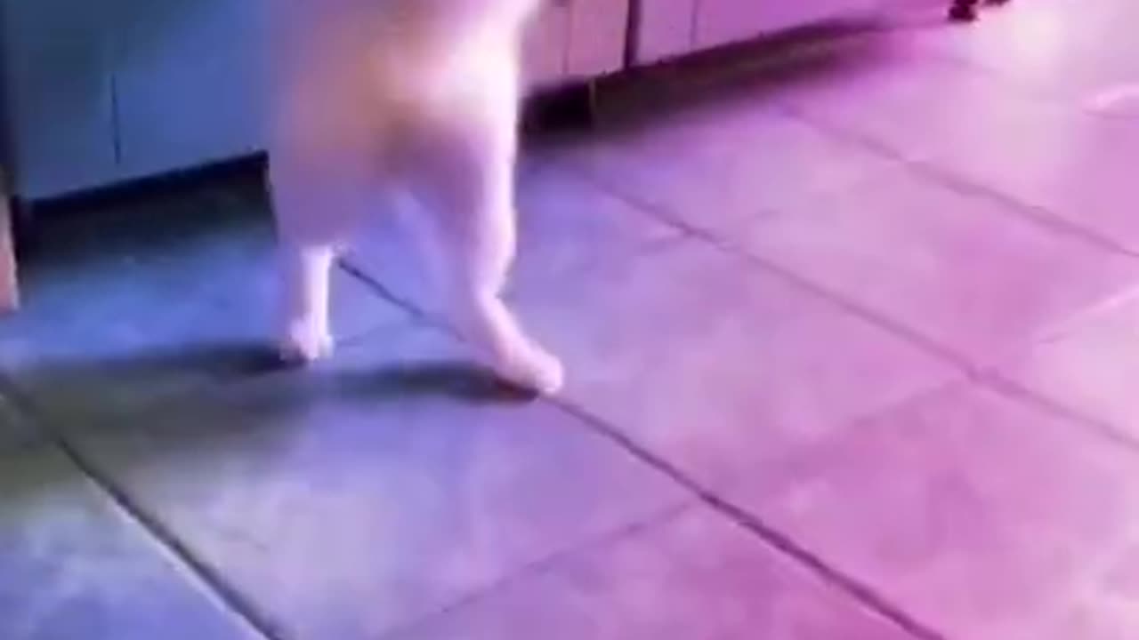 Make your cat dance