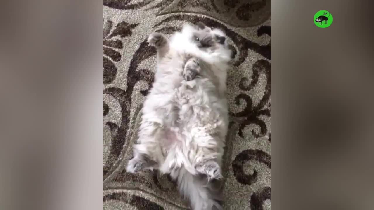 PROOF THAT CATS ARE THE BEST!!! - Cats That Like Hugs Compilation