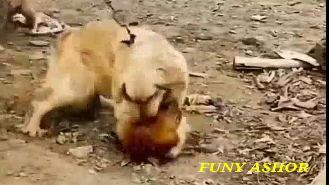 Dog and hen funy video