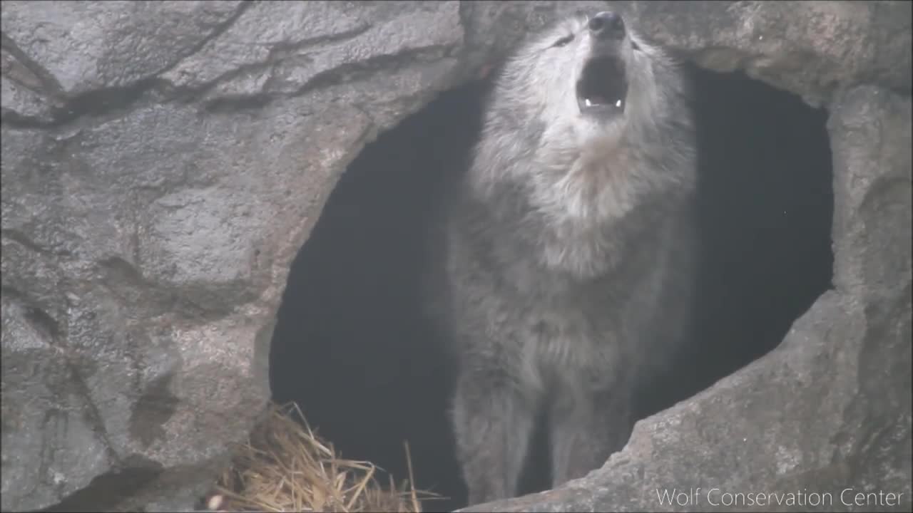 Black Wolf Howls to the Thunder