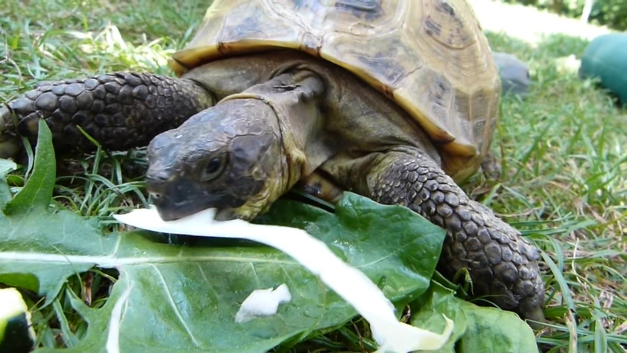 Close-Up Video of an Eating Turtle