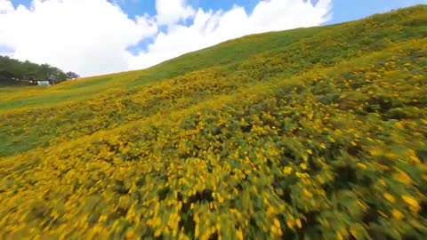 Bua Tong Flower Field Thailand - Landscape FPV