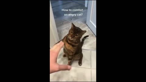 Funny cats video short