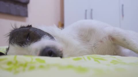 Canine Curiosities: 7 Facts About Dogs You Might Not Know!