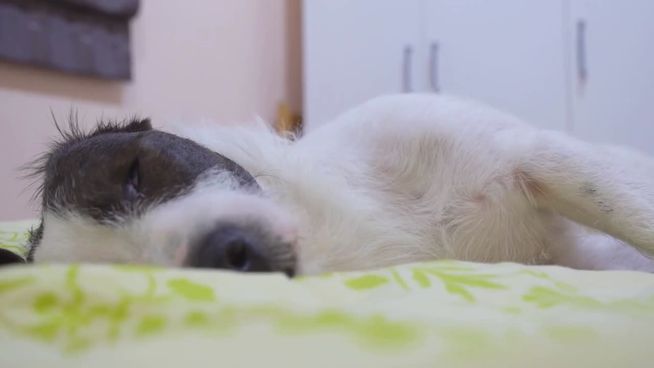Canine Curiosities: 7 Facts About Dogs You Might Not Know!