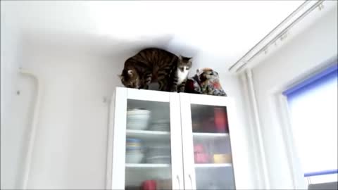 Jumping Cats