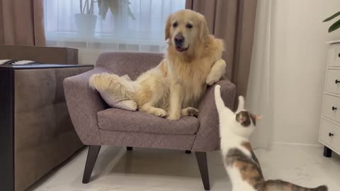 Funny Kitten Annoys Golden Retriever