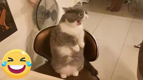 Funny animals around the world cat 😂