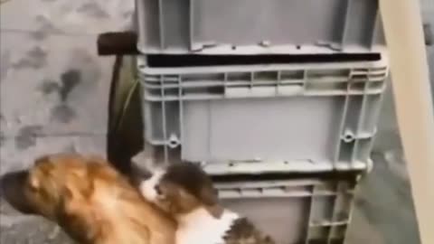 Viral dog helps cat